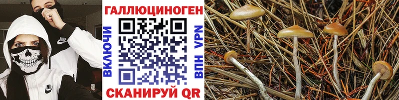 KRAKEN   Губаха  Псилоцибиновые грибы MAGIC MUSHROOMS 